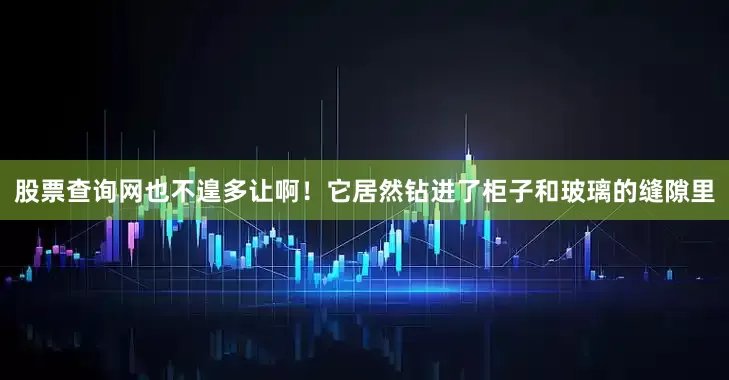 股票查询网也不遑多让啊！它居然钻进了柜子和玻璃的缝隙里